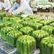 Square Watermelons